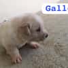 GALLETA (union animal)