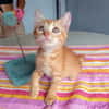 BOBBY-PIGGY, chaton mâle type européen
