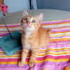 BOBBY-PIGGY, chaton mâle type européen