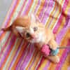 BOBBY-PIGGY, chaton mâle type européen