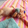 BOBBY-PIGGY, chaton mâle type européen