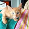 BOOGIE-BOO, chaton mâle type européen