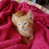 BOOGIE-BOO, chaton mâle type européen