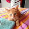BOOGIE-BOO, chaton mâle type européen