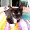 HUGGY-WUGGY, chaton mâle type européen