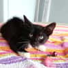 HUGGY-WUGGY, chaton mâle type européen