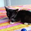 HUGGY-WUGGY, chaton mâle type européen