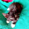 HUGGY-WUGGY, chaton mâle type européen