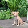 CUPCAKE, chiot mâle Berger Créole