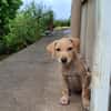 CUPCAKE, chiot mâle Berger Créole