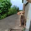 CUPCAKE, chiot mâle Berger Créole
