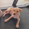 CUPCAKE, chiot mâle Berger Créole