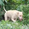 PHOENIX Croisée Labrador Femelle junior