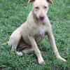 PHOENIX Croisée Labrador Femelle junior