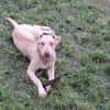PHOENIX Croisée Labrador Femelle junior