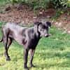 HIERROS Mâle junior Berger Créole
