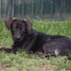 EASTER chiot Berger Créole mâle