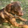TOFFEE, Mâle junior Berger Créole