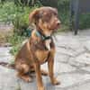 TOFFEE, Mâle junior Berger Créole