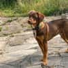 TOFFEE, Mâle junior Berger Créole