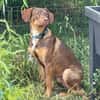 TOFFEE, Mâle junior Berger Créole