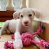 WOODY, chiot mâle Berger Créole