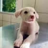 WOODY, chiot mâle Berger Créole