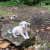 WOODY, chiot mâle Berger Créole