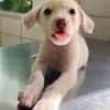 WOODY, chiot mâle Berger Créole