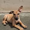 MIRIEL, Chiot femelle Berger Créole