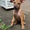 MIRIEL, Chiot femelle Berger Créole