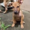 MIRIEL, Chiot femelle Berger Créole