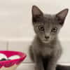 AHORA, chaton créole femelle