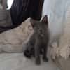 AHORA, chaton créole femelle