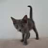 AHORA, chaton créole femelle