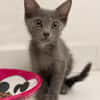 AHORA, chaton créole femelle