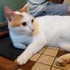 BLOUX Chat mâle européen