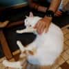 BLOUX Chat mâle européen