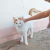 BLOUX Chat mâle européen