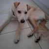 BUDY le magnifique