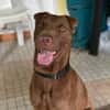 Pollux, mâle croisé shar pei, né le 03/06/2024  🐶