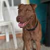 Pollux, mâle croisé shar pei, né le 03/06/2024  🐶