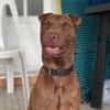 Pollux, mâle croisé shar pei, né le 03/06/2024  🐶