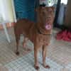 Pollux, mâle croisé shar pei, né le 03/06/2024  🐶
