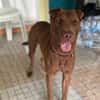 Pollux, mâle croisé shar pei, né le 03/06/2024  🐶