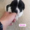 OREO (union animal)