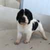 OREO (union animal)