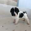 OREO (union animal)