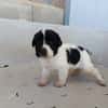 OREO (union animal)