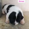 OREO (union animal)